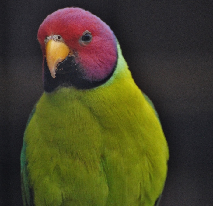 plum-headed parakeet